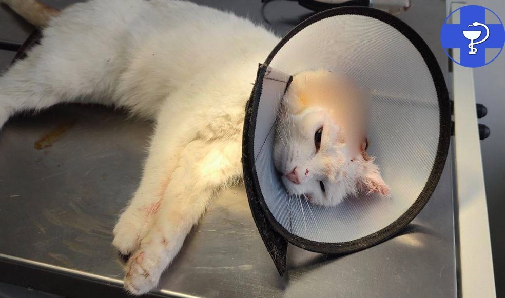 Саратовские ветеринары удалили 16-летней кошке крупную опухоль на ухе